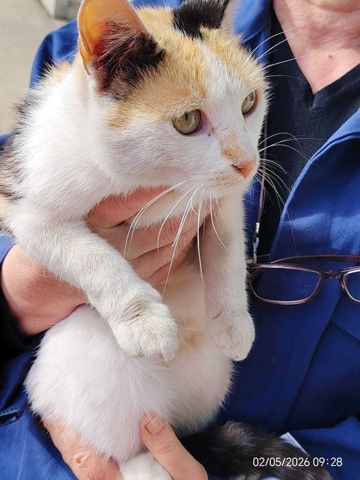pisica castrata si catelus - livrez personal in Ploiesti sau apropiere (sate)