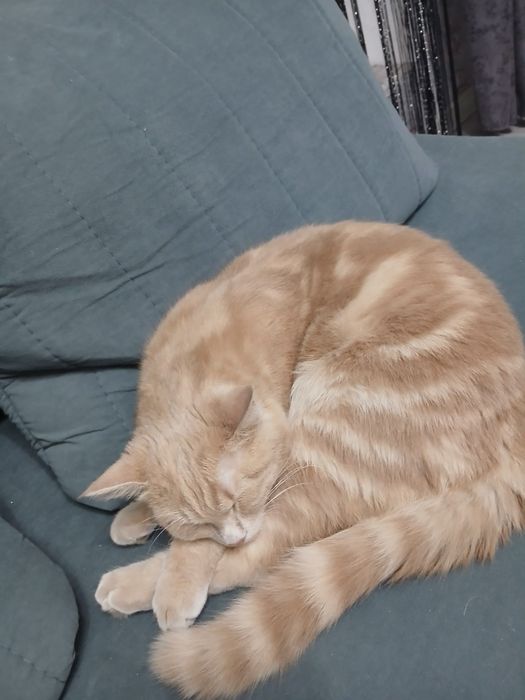 Отдам кота в добрые руки