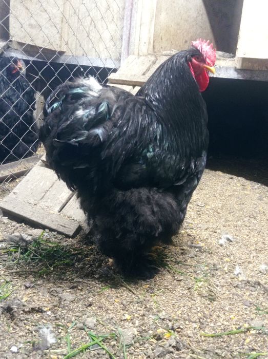 Продам инкубационные яйца черного кохинхина