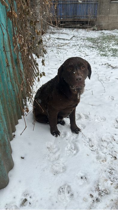 Найден лабрадор девочка