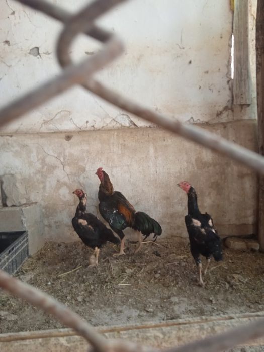 Dakan xo'rozlar, makiyoni, jo'jalari va tuhumlari sotiladi