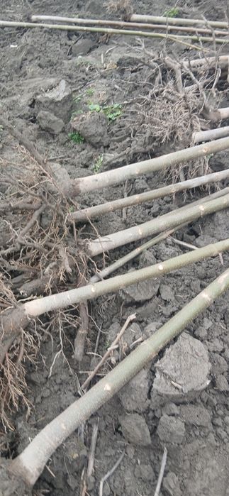 Павлония дунёда энг тез усувчи дарахт кучатларини сотамиз