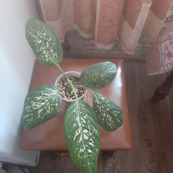 Диффенбахия,  алоэ оттопыренное