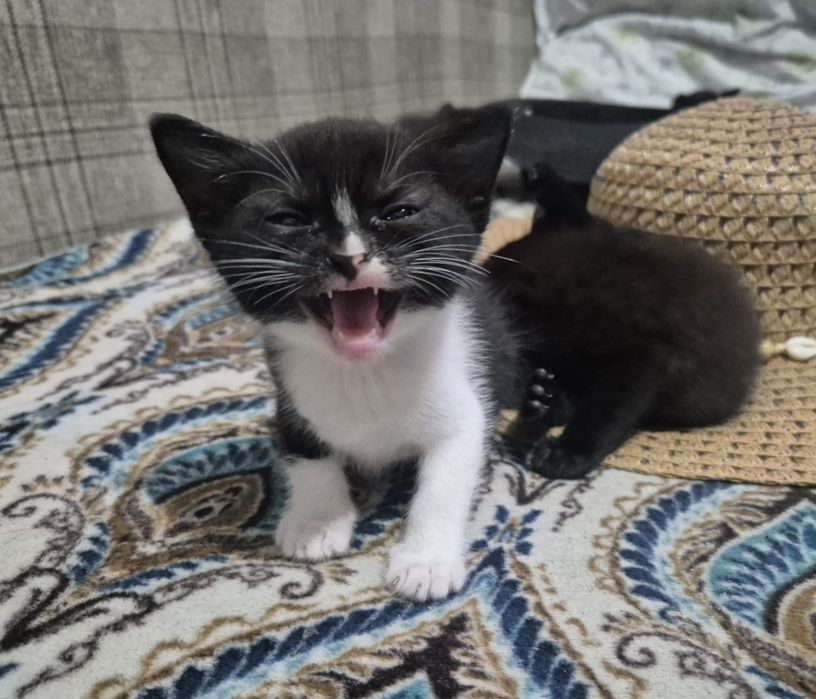 Отдаю бесплатно котят