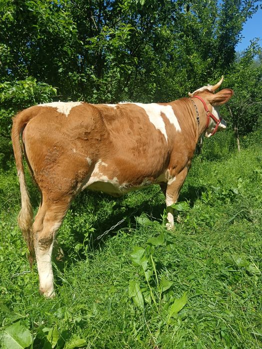 Preț fix Junca bălțată ro talie mare de 1 an și 6 luni gestantă in 2 luni