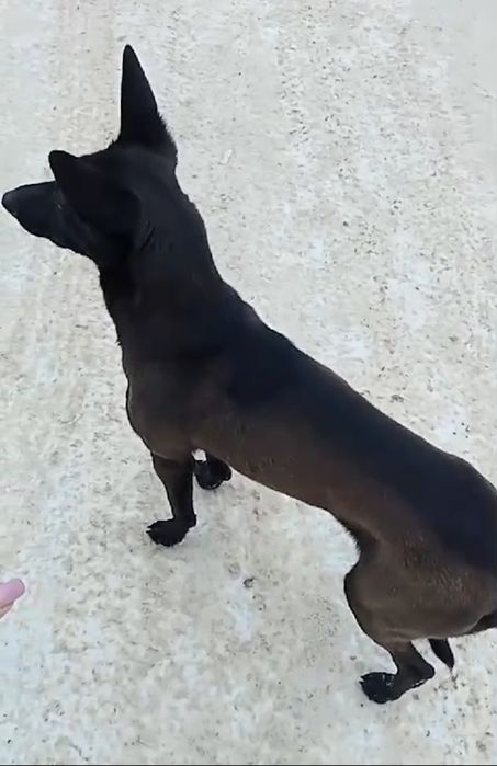 Девчонка ищет дом.