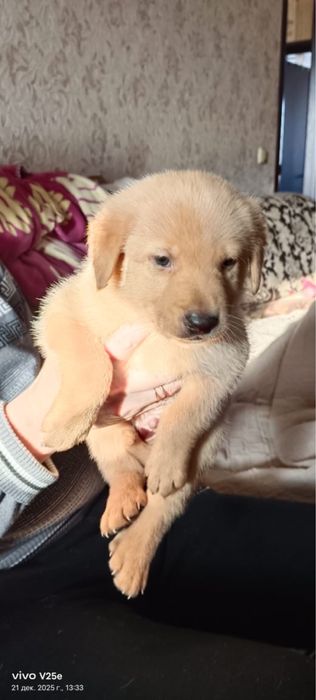 Отдам собак в добрые руки