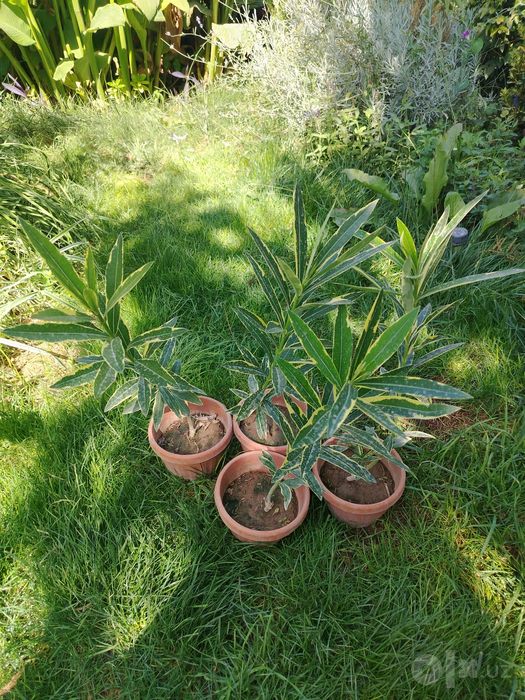 Олеандр вариегатный, махровый (Nerium oleander) — 50 см