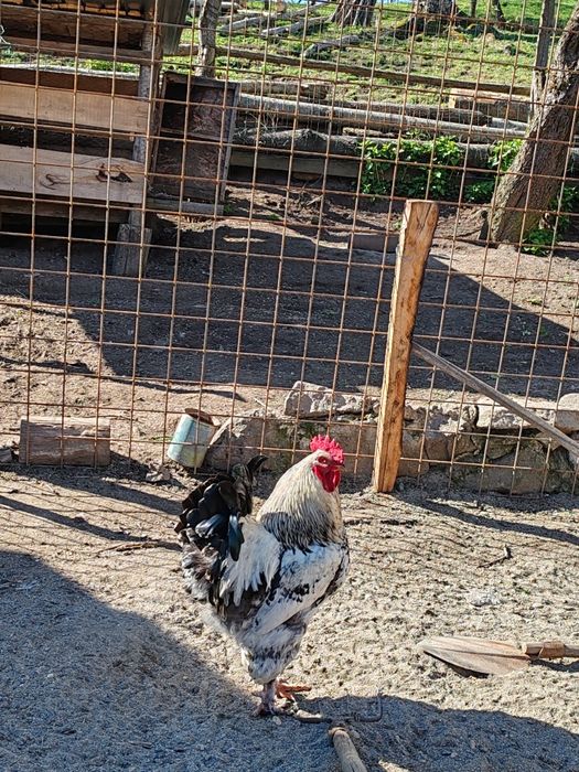 Vând cocoș adult