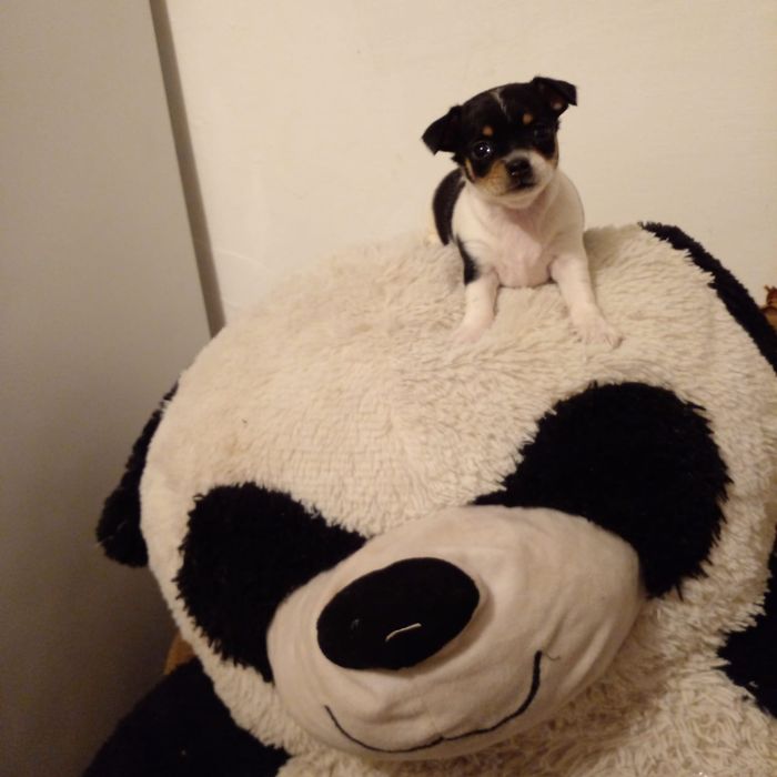 Продаются Чудики, мини Той Терьеры.