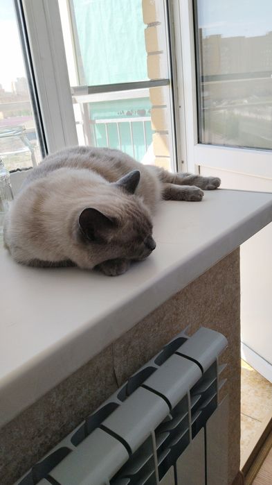 Отдам кошку в добрые руки