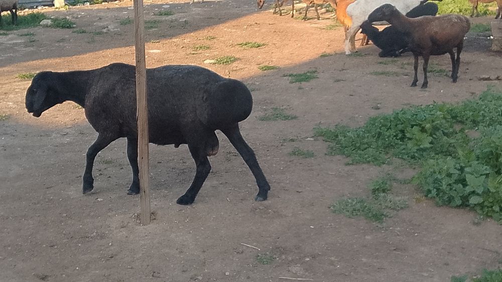 Продам урыктыкка кошкар сатам