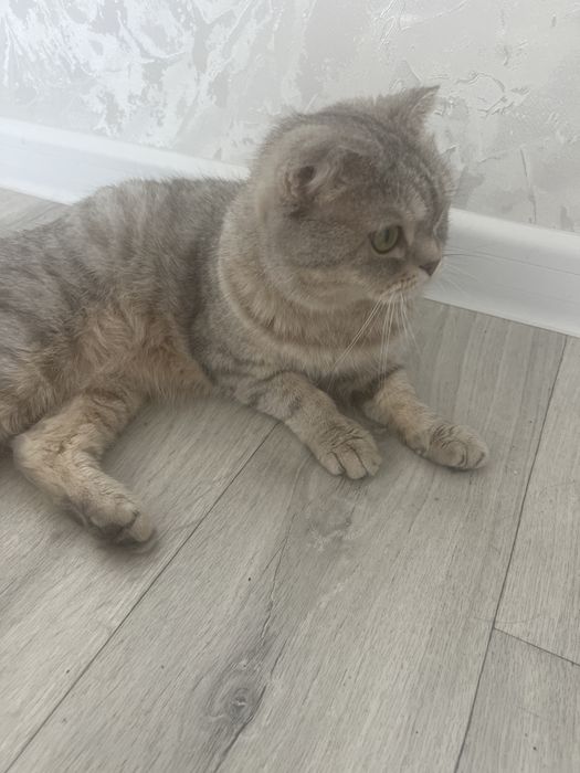 Шотландская мысық 3жас қыз