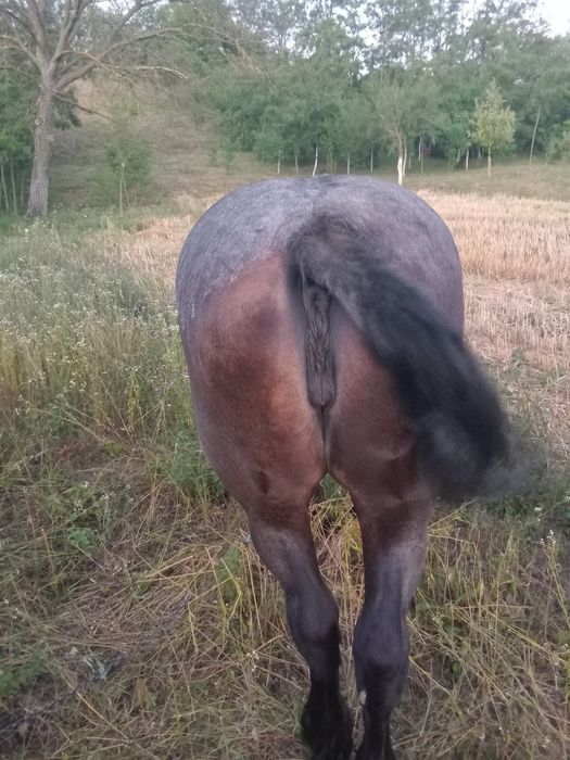 Vand iapa a fata mare grosa