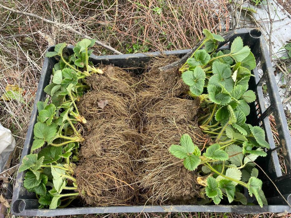 Промоция УНИКАЛЕН Целогодишен Елитен Разсад - Ягоди