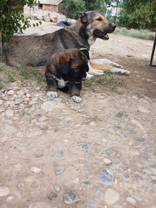 ТӨБЕТ күшіктер сатылады