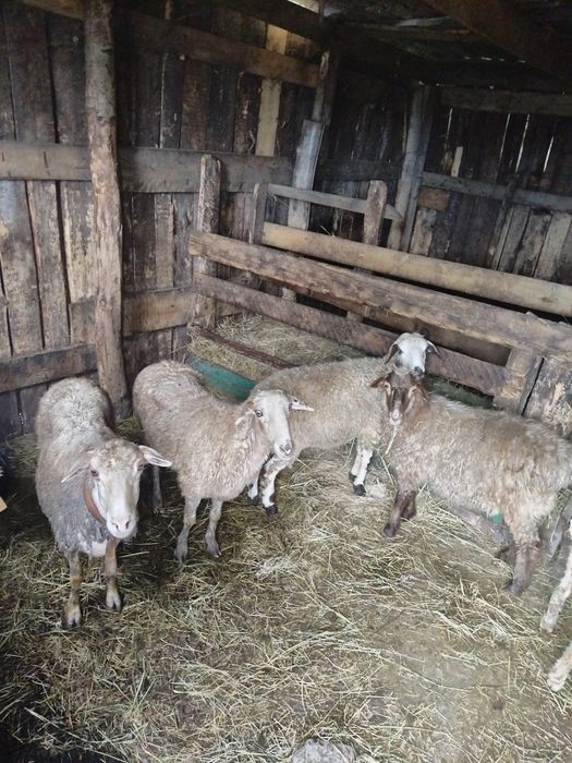 Продам баранов с откорма токты