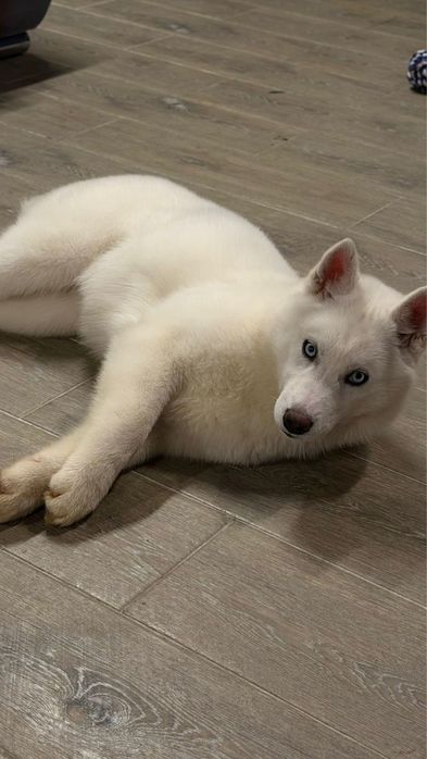 Сибирский хаский