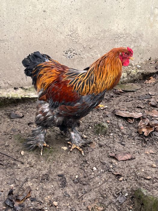 Pereche găini brahma