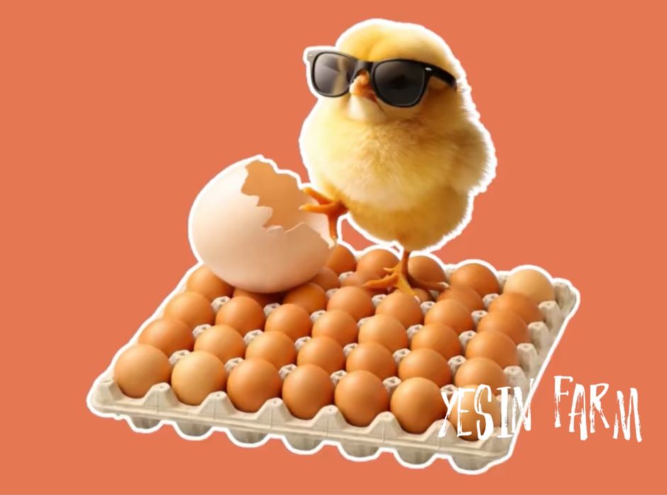 Ломан браун инкубационные яйца несушки – проверенное качество