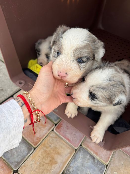 Бордер колли чистокровный щенок