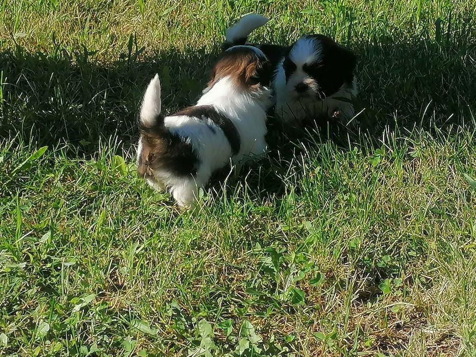 Pui shih tzu de vanzare