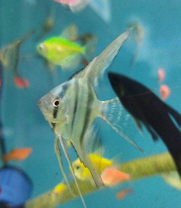 Рыбки в Афалине.АльФараби Навои