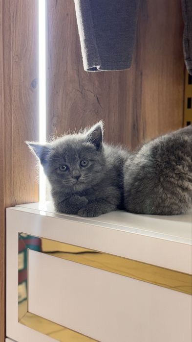 Mushuk Zoddor shinshilla mushuklar toza qon