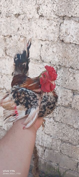 Yapon horozlari sotiladi