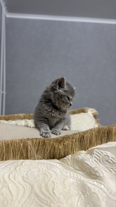 Котенок вислоухий