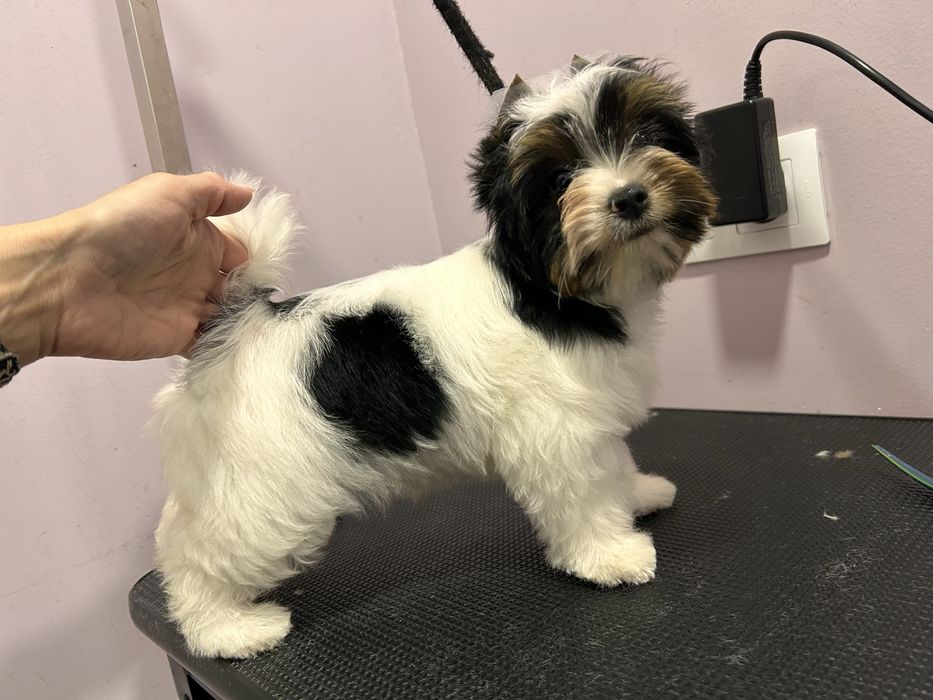 Biewer Yorkie/Бивър