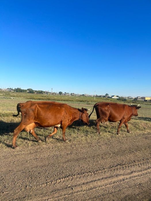 Корова красностепная