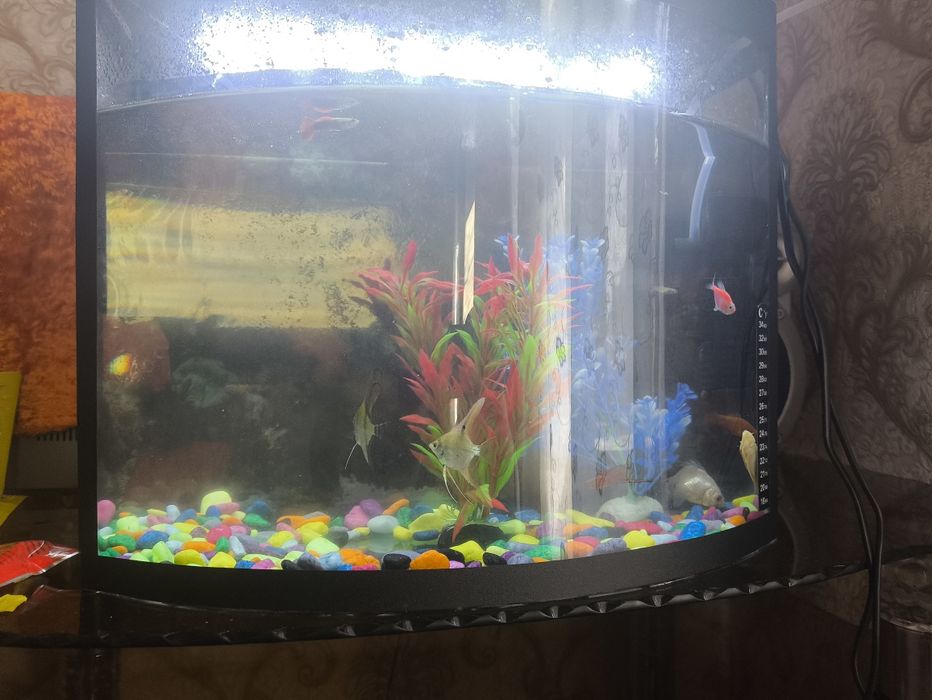 Аквариум баликлари Билан