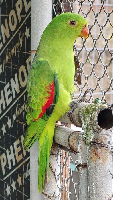 Продавам папагали