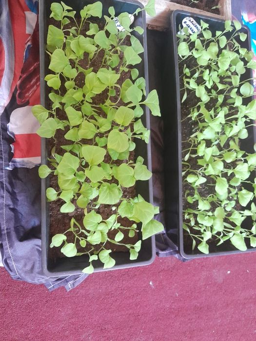 Продам баклажаны