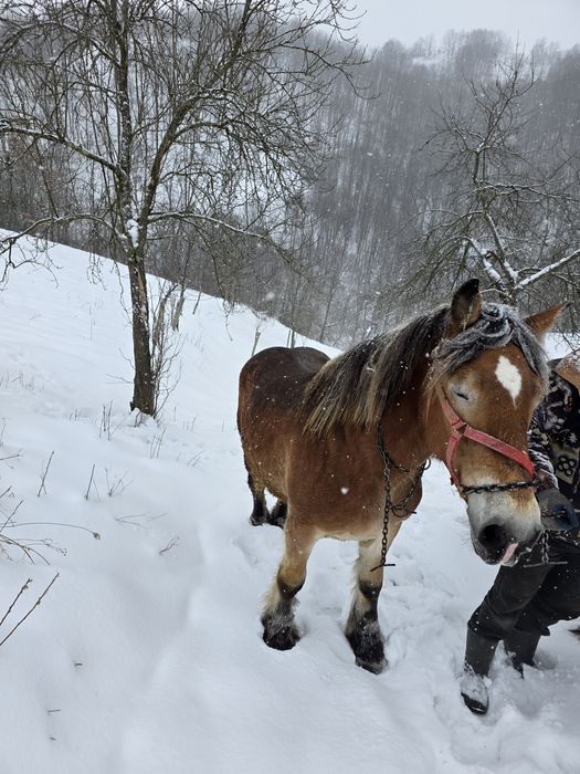Cai de vânzare!  Foarte cuminți!