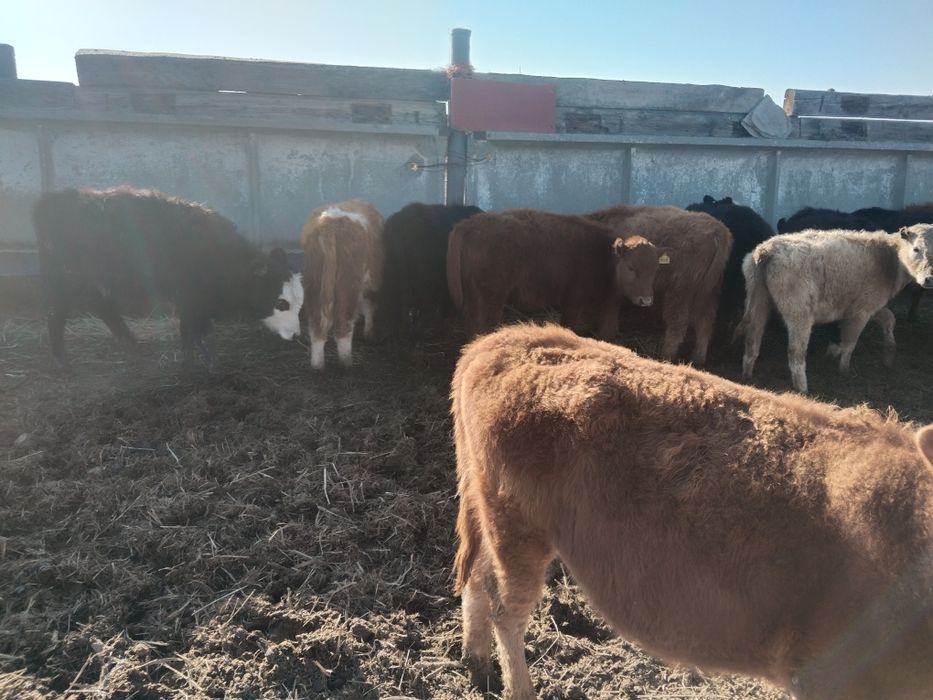 Продам бычки 16 штук