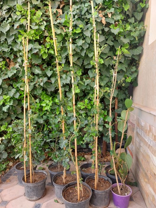 Вечнозеленный плюш