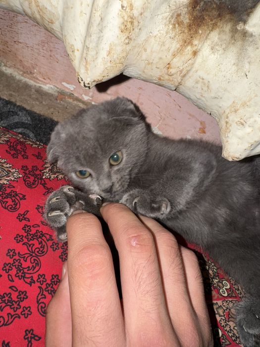 zotdor mushuk bolasi