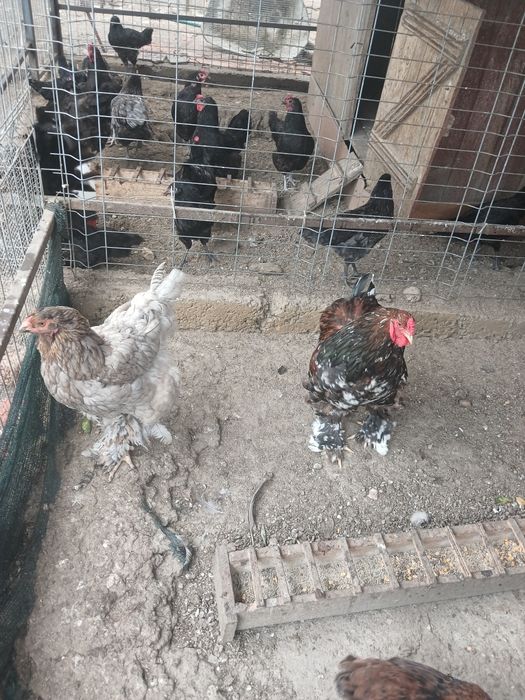 Cocos si găină brahma
