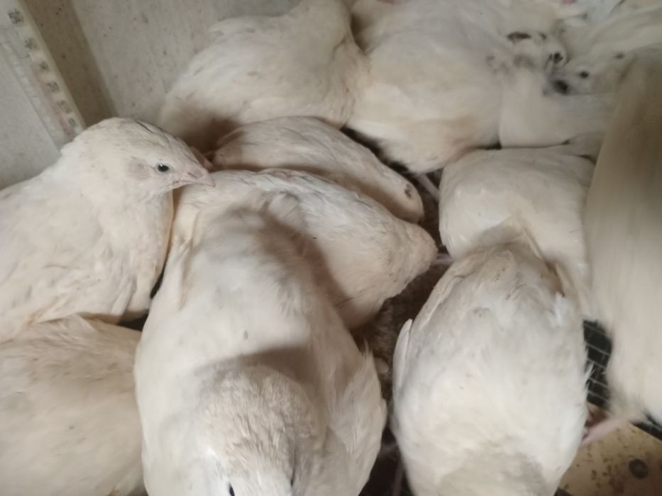 Продам  перепелок.