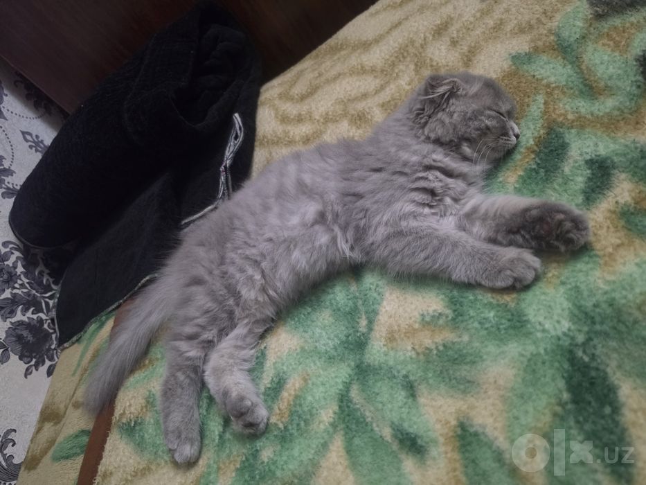 Шотландский вислоухий котенок девочка