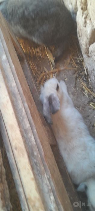 Кролики и Крольчихи, quyonlar urgochlar va erkaklar