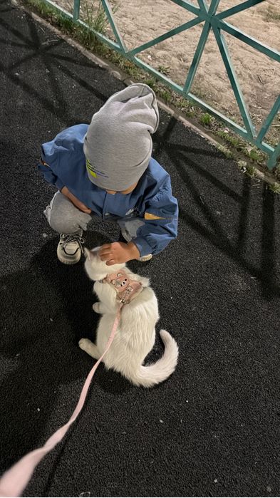 Кошка почти 2 годика