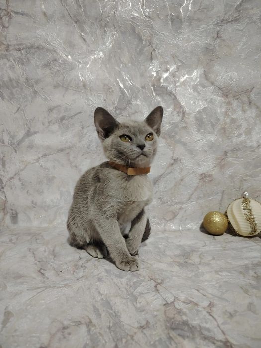 Европейская бурма