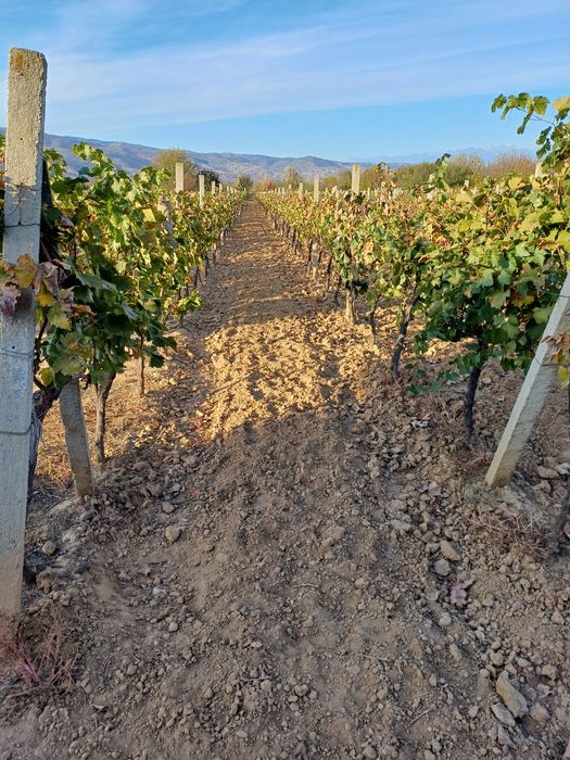 Продава се Земеделски имот в Петрич -  кв.м за 3498 €/дка - Снимка #6