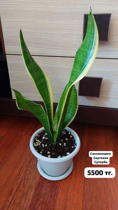 Сансевиерия суперба