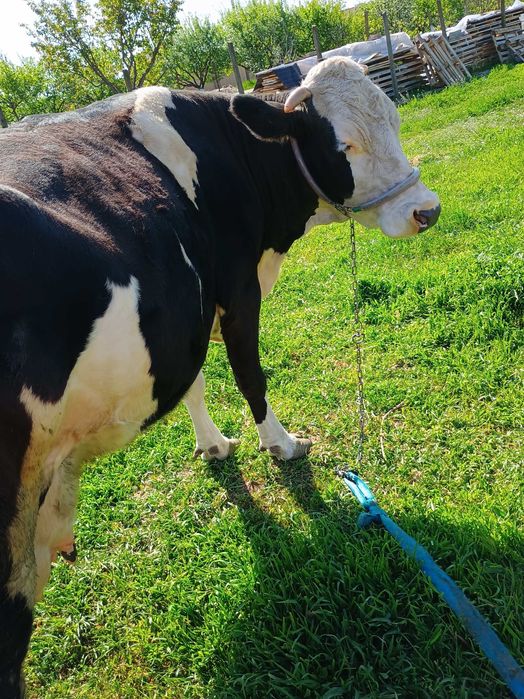 Vând vaca Holstein de 7 ani