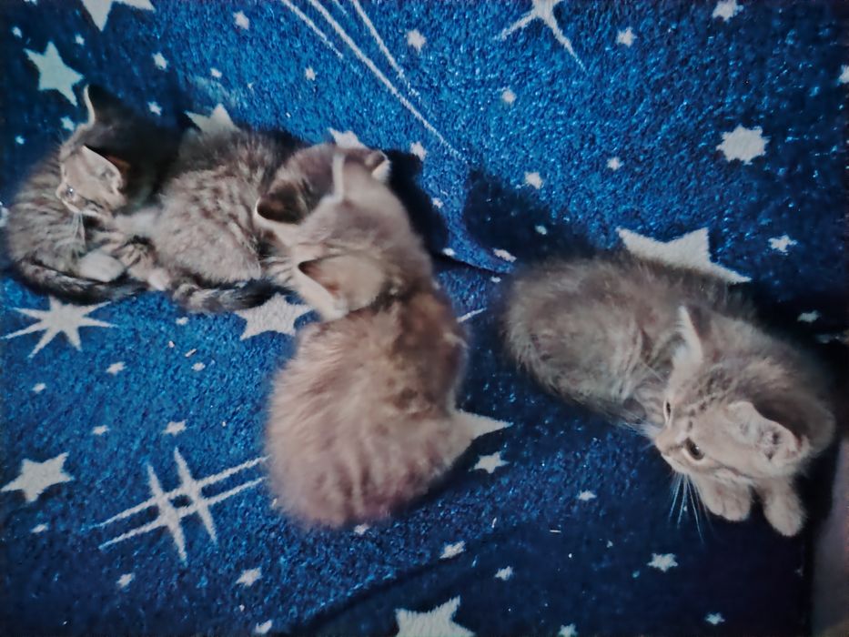 Продам бенгальских котят