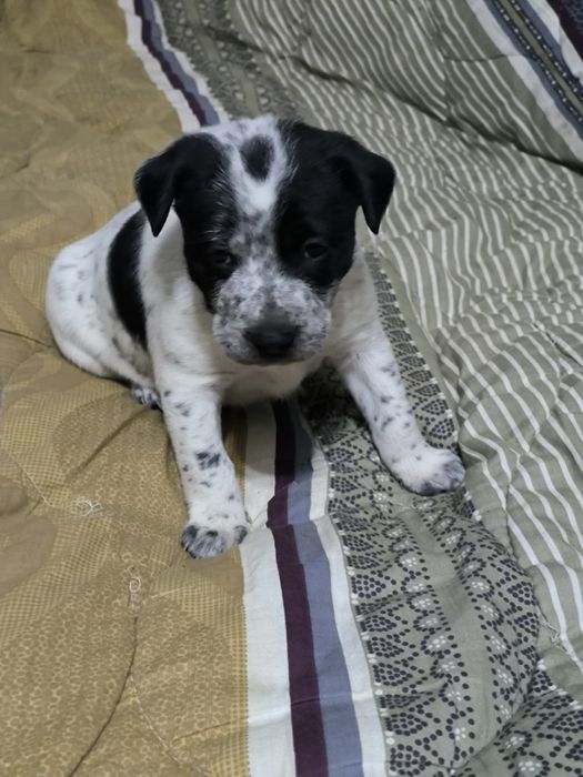 Щенята в добрые руки